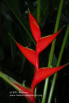 Heliconia stricta 'Gustavo Red'